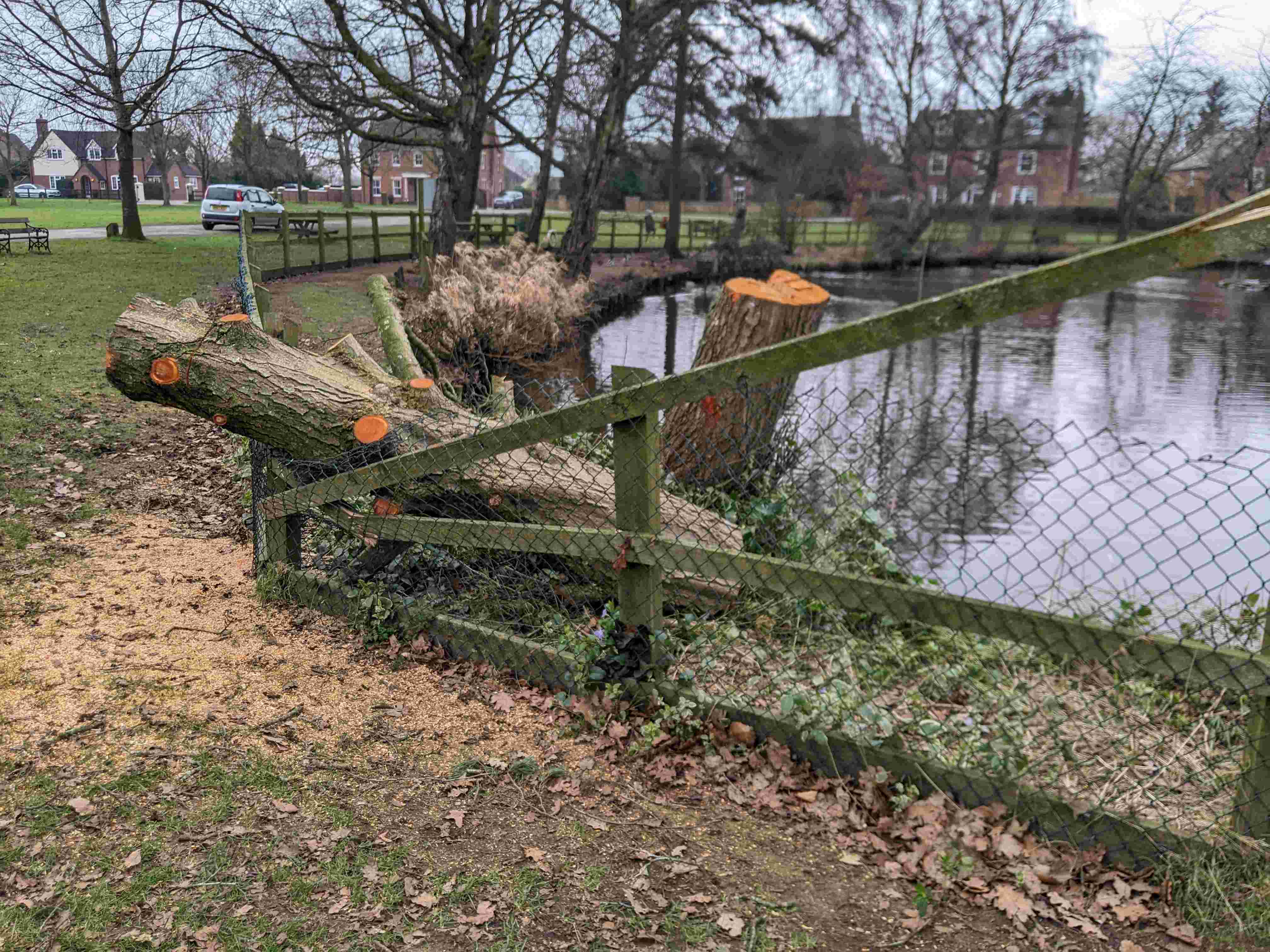 Fallen tree by village pond, 19th February